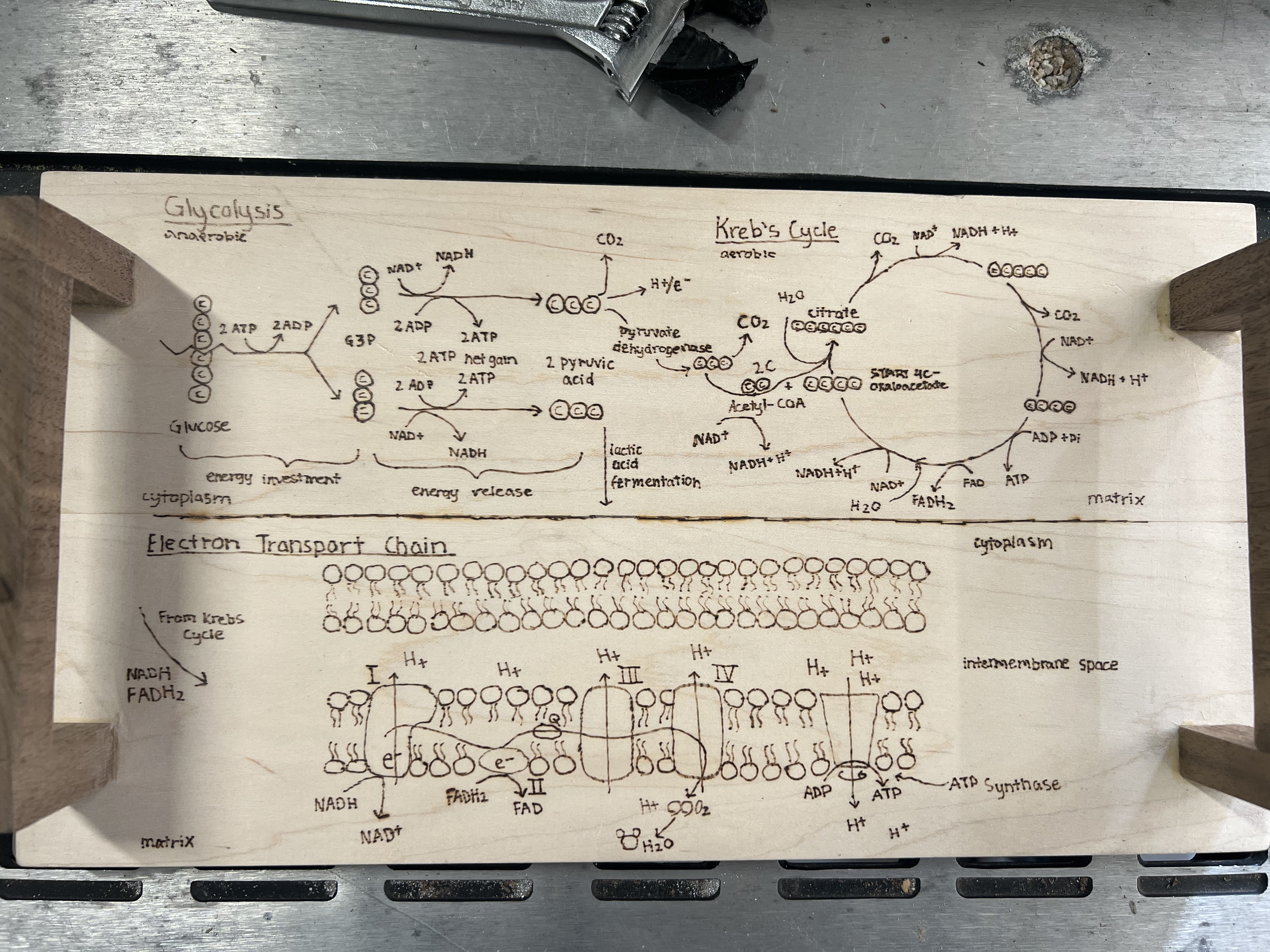 Cellular Respiration